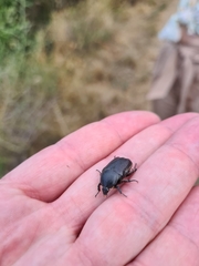 Protaetia morio