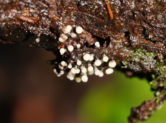 Elaeomyxa cerifera