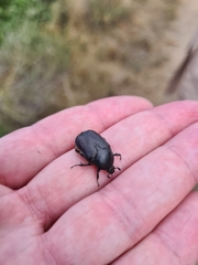 Protaetia morio