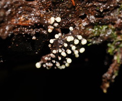 Elaeomyxa cerifera