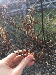 Commersonia dasyphylla