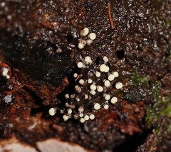 Elaeomyxa cerifera