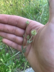 Potentilla breweri