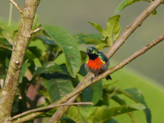 Cinnyris chloropygius