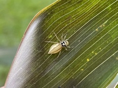 Phintelloides jesudasi