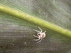 Phintelloides jesudasi