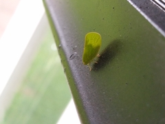 Acanalonia servillei