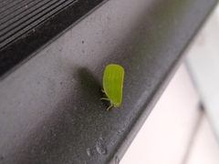 Acanalonia servillei