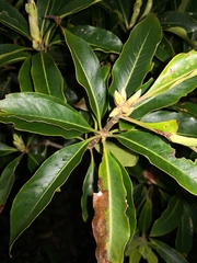 Pittosporum undulatum