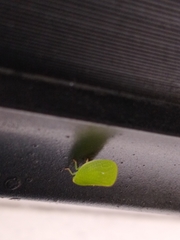 Acanalonia servillei