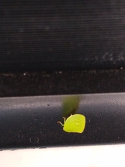 Acanalonia servillei