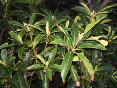 Pittosporum undulatum