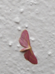 Leptostales laevitaria