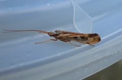 Limnephilus marmoratus