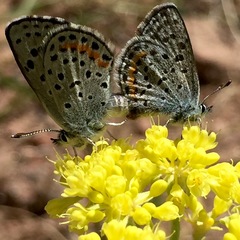 Euphilotes ancilla