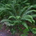 Western Sword Fern - Photo (c) Anthony Mendoza, some rights reserved (CC BY-NC-SA)