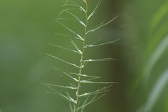 Elymus hystrix hystrix