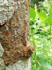 Apatelodidae