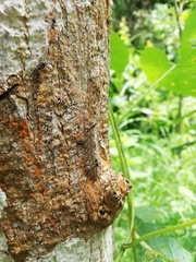 Apatelodidae