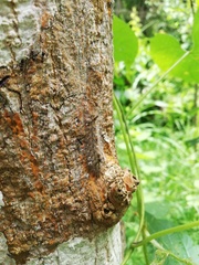 Apatelodidae