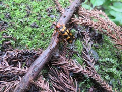 Macroleptura regalis