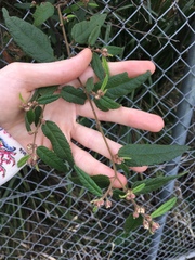 Commersonia dasyphylla