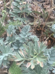 Potentilla breweri