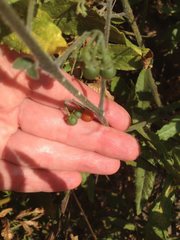 Solanum villosum