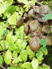 Chauliognathus distinguendus