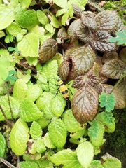 Chauliognathus distinguendus