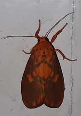 Ammatho roseororatus