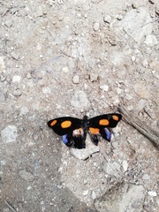 Catonephele numilia immaculata