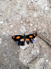 Catonephele numilia immaculata