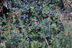 Aquilegia eximia