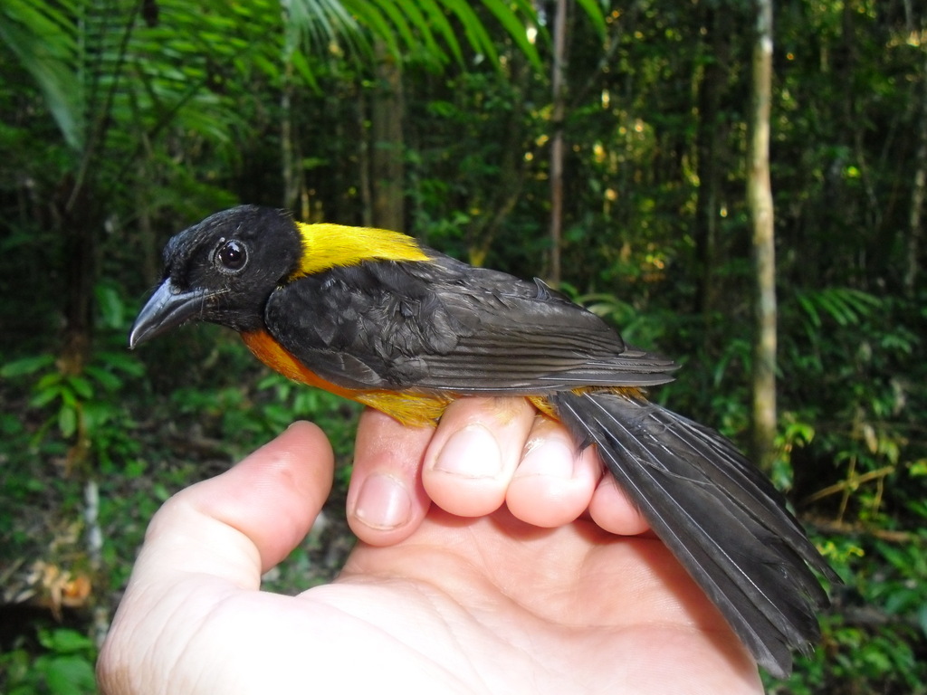 Fulvous Shrike-Tanager (Lanio fulvus) photo