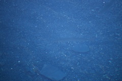 Salvelinus malma