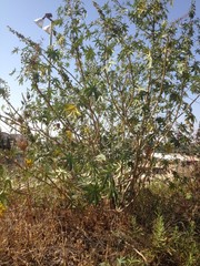 Ricinus communis