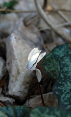 Cyclamen balearicum