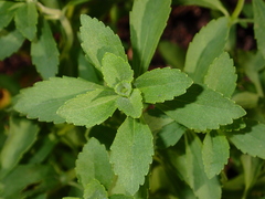 Stevia rebaudiana