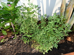 Stevia rebaudiana