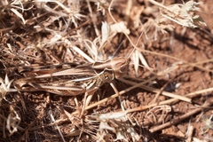 Arcyptera microptera
