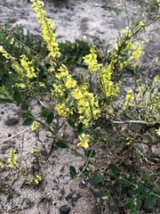 Melilotus officinalis