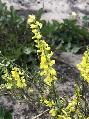 Melilotus officinalis