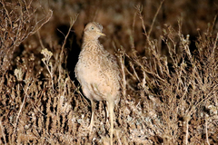 Pedionomus torquatus