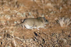 Sminthopsis crassicaudata