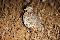 Pedionomus torquatus