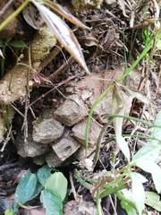 Dioscorea mexicana
