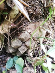 Dioscorea mexicana
