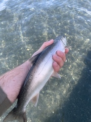 Salvelinus malma