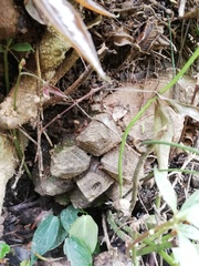 Dioscorea mexicana
